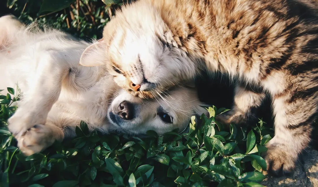 Bring Your Best Friend